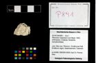 Foto (Objekt + Etikett) von Pithonoton marginatum (von Meyer, 1842)  (NHMW-GEO-2014-0194-0891)